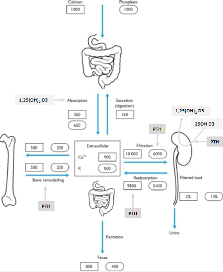 <p>Hormonal control of the tiny extracellular calcium fraction (&lt;0.1%) maintains calcium balance.</p>