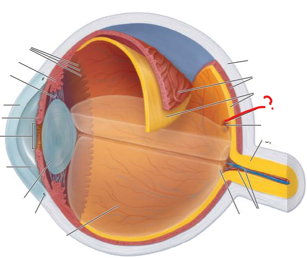 <p>What is this?</p><p>What is its function?</p><p>what does photoreceptor does it contain?</p>