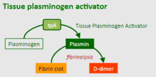 <p>Tissue plasminogen activator (tpA) is a serine protease found on endothelial cells.</p><p>It catalyzes the activation of circulating plasminogen into plasmin</p>