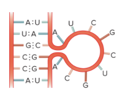 <p>Identify this RNA base pairing arrangement</p>