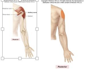 <p>C5, C6</p><p>Formed from<u> posterior cord</u>, posterior division of the brachial plexus</p><p><u>motor innervation</u></p><p><strong>Deltoid </strong>(<em>arm abductor</em>)</p><p><strong>Teres minor</strong> (<em>lateral rotator of arm</em>)</p><p></p><p><u>Cutaneous Innervation</u></p><p>Superolateral arm</p>