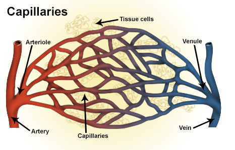 <p>Arterioles are the smallest branches of arteries.</p>