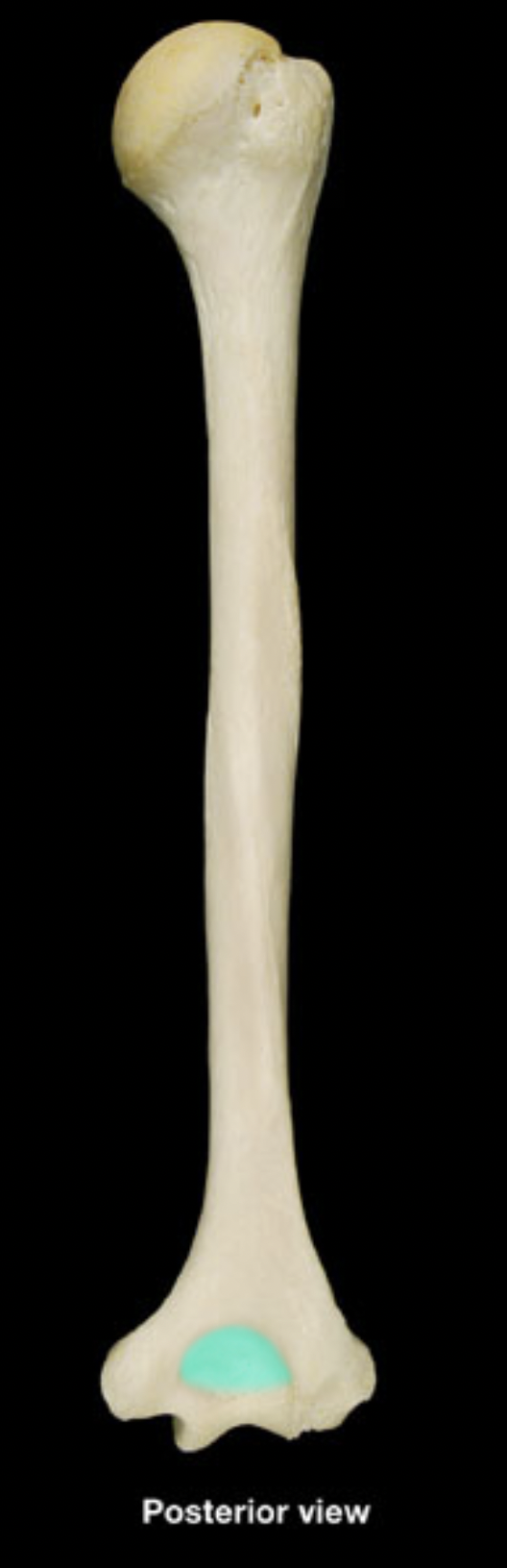 <p>humerus</p>