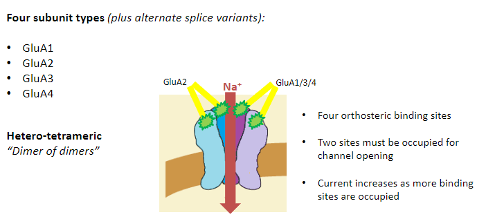 <p>Hetero-tetrameric</p><p>“Dimer of dimers”</p><p>Most commonly:</p><p>2 GluA2 subunits</p><p>2 GluA1, 3, or 4 subunits</p>