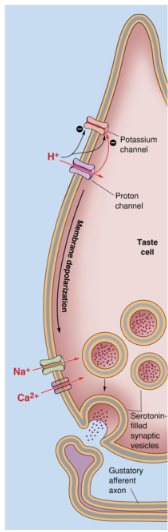 <p>Protons (H+) are the key determinants of acidity and sourness.</p><p>H+ may affect sensitive taste receptors in several ways, although these processes are not fully understood.</p><p>It is likely that H+ passes through proton channels and binds to, blocking K+ selective channels.</p><p>This results in depolarization of the taste cell, activating voltage-gated sodium (VGSC) and voltage-gated calcium (VGCC) channels, leading to vesicular neurotransmitter release and activation of gustatory afferents.</p>