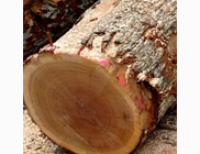 <p>log</p>