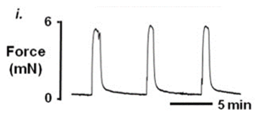 <p>The myometrium has spontaneously active rhythmic contractions.</p><p>These contractions vary during the menstrual cycle and pregnancy.</p><p>The force of contractions is directed towards the cervix.</p><p>Contractions are an intrinsic property of the muscle itself.</p>