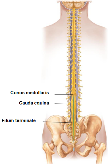 <p>What is the general structural over view of the spinal cord?</p>