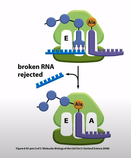 <p>RNA called tmRNA that carries alanine amino acid and acts as both tRNA and mRNA. The ribosome would translate 10 codons from the tmRNA which acts as an mRNA. The 11 amino acid sequence will recognized by proteases that degrade the protein</p>