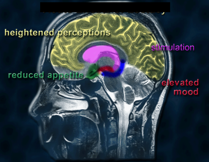 <p>What are the effects of serotonin (5-HT) on the body? (4)</p>