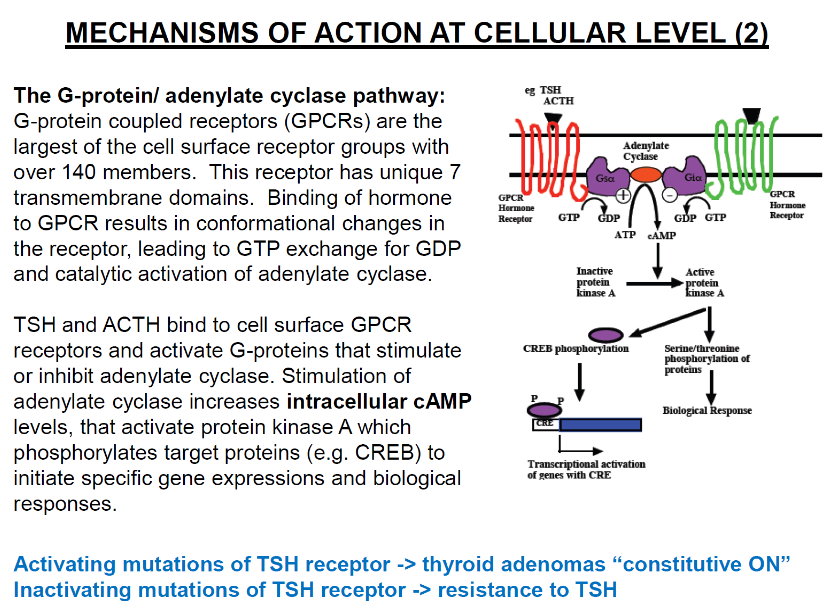 <p><strong>G-protein coupled receptors (GPCRs)</strong>: Largest group of cell surface receptors with over 140 members; characterized by 7 transmembrane domains.</p><p><strong>Hormone binding</strong>: Binding of hormone to GPCR causes conformational changes, leading to GTP exchange for GDP and activation of adenylate cyclase.</p><p><strong>Activation of adenylate cyclase</strong>: Increases intracellular cAMP levels, activating protein kinase A (PKA), which phosphorylates target proteins (e.g., CREB).</p>