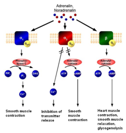 <p>The uterus is regulated by <strong>sympathetic</strong> (not parasympathetic) innervation.</p><p><strong>α-adrenoceptor agonists</strong> cause <strong>contraction</strong> of the uterine muscle.</p><p><strong>β2-adrenoceptor agonists</strong> cause <strong>relaxation</strong> of the uterine muscle.</p><p>The uterus expresses <strong>α-</strong> and <strong>β-</strong> adrenoceptors, which mediate these effects.</p>