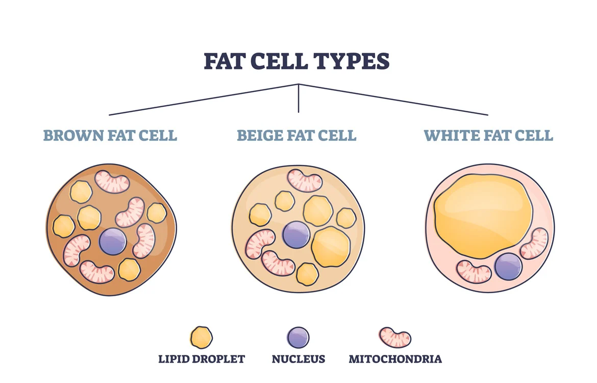 <p><strong>White Fat (White Adipose Tissue - WAT):</strong></p><p>White fat is the more common type of adipose tissue and is involved in energy storage</p><p>White fat cells store excess energy in the form of triglycerides, serving as an energy reserve for the body</p><p>Unlike brown fat, white fat is not specialized for heat generation</p>