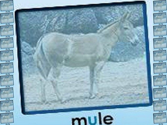 mule