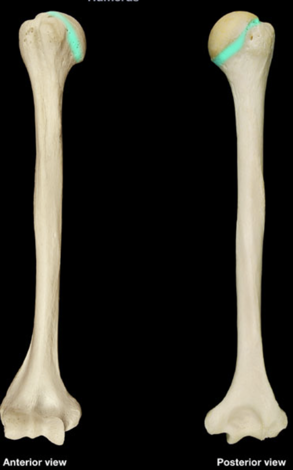 <p>humerus</p>