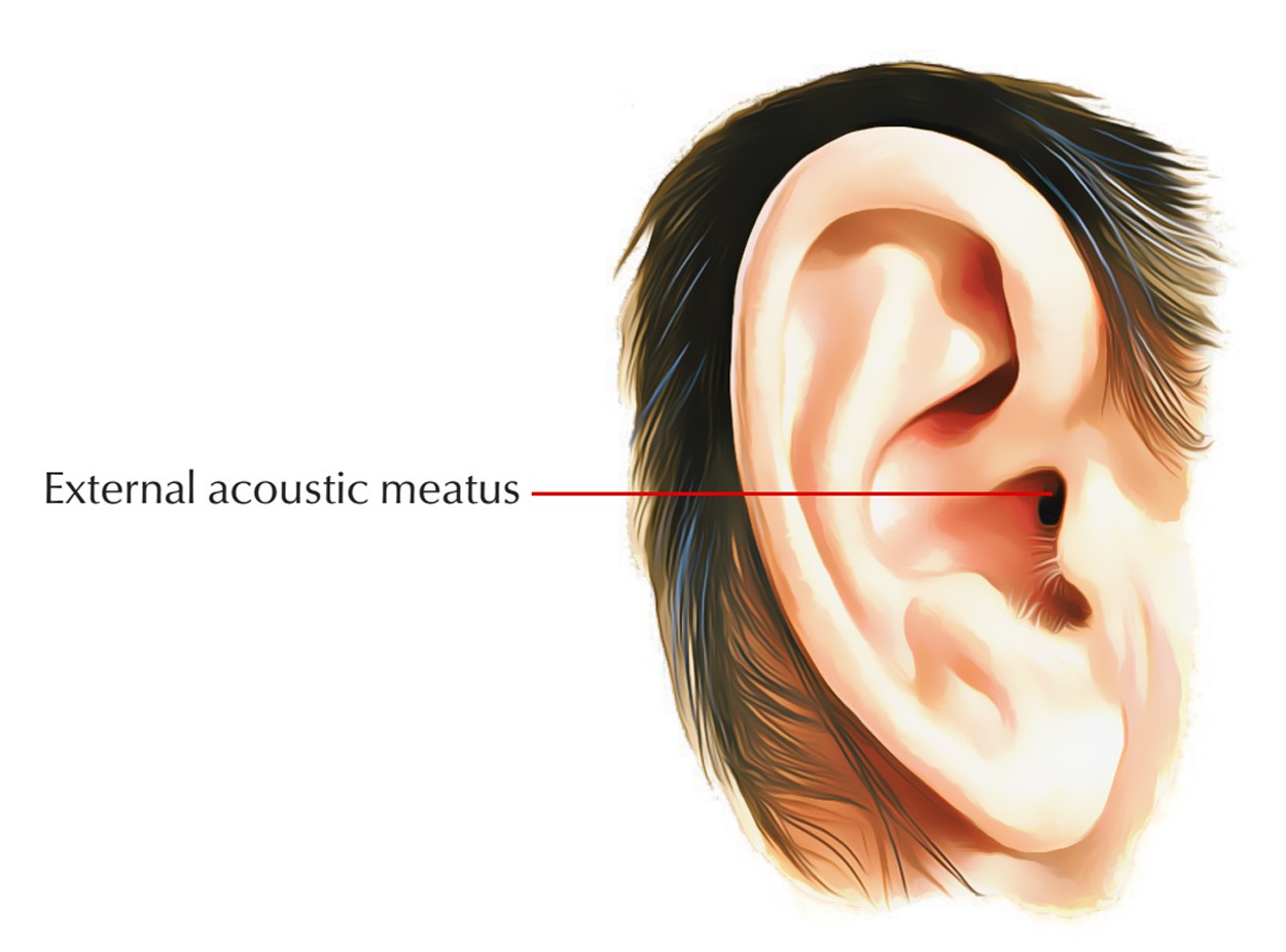 <p>canal or tube-like opening in bone</p><p>ex: external auditory meatus</p>