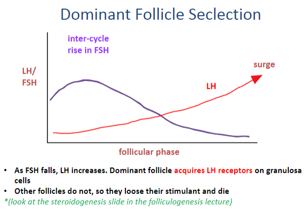 <p>Raised FSH levels create a "window" of opportunity to recruit antral follicles that are at the appropriate stage for further growth.</p><p>According to the FSH threshold hypothesis, one follicle from the group of antral follicles is at the right stage to survive the decline in FSH.</p><p>This follicle becomes the dominant follicle (DF) and will eventually ovulate.</p><p>Oestradiol levels rise from the dominant follicle, which reinstates negative feedback at the pituitary, causing FSH levels to fall and preventing further follicle growth.</p>