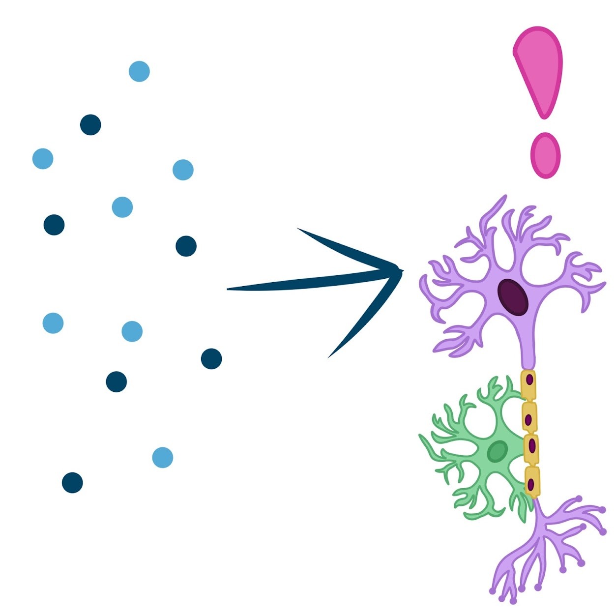 <p>The <span class="tt-bg-green">stimulus</span> is <span class="tt-bg-green">converted</span> into a <span class="tt-bg-green">change in membrane potential</span> of a sensory receptor (receptor potential)</p>