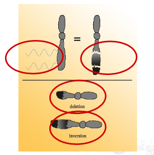 <p>Chromosome appears normal, contain original number of genes and DNA, however the sequence of bases has been altered</p>