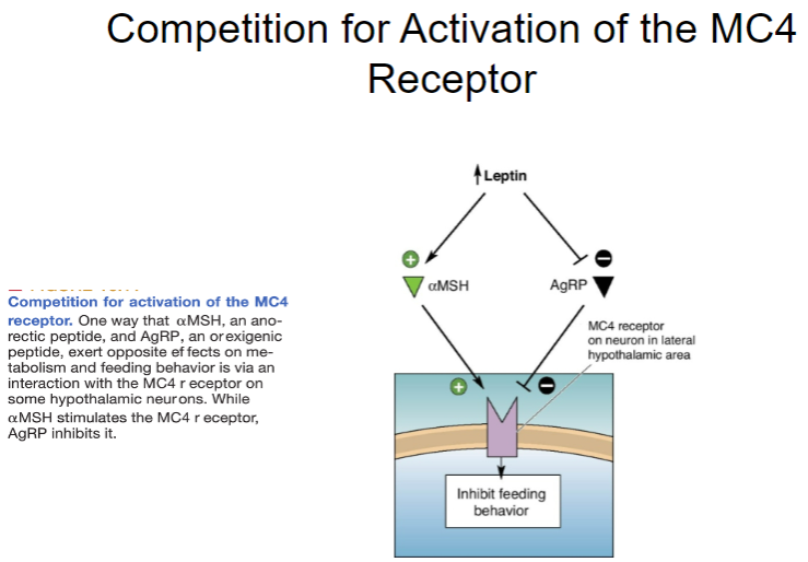 <p>The <strong>MC4 receptor</strong> (Melanocortin 4 receptor) is involved in regulating appetite and energy balance.</p><p><strong>αMSH</strong> (alpha-melanocyte-stimulating hormone), an anorectic peptide, activates the MC4 receptor to <strong>decrease food intake</strong>.</p><p><strong>AgRP</strong> (Agouti-related peptide), an orexigenic peptide, competes with αMSH for activation of the MC4 receptor, <strong>blocking its anorectic effect</strong> and promoting hunger instead.</p>