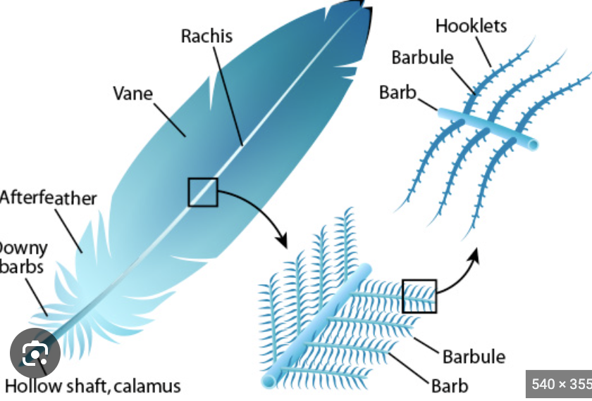 <p>rachis-&gt;barb-&gt;barbule-&gt;hooklet</p>