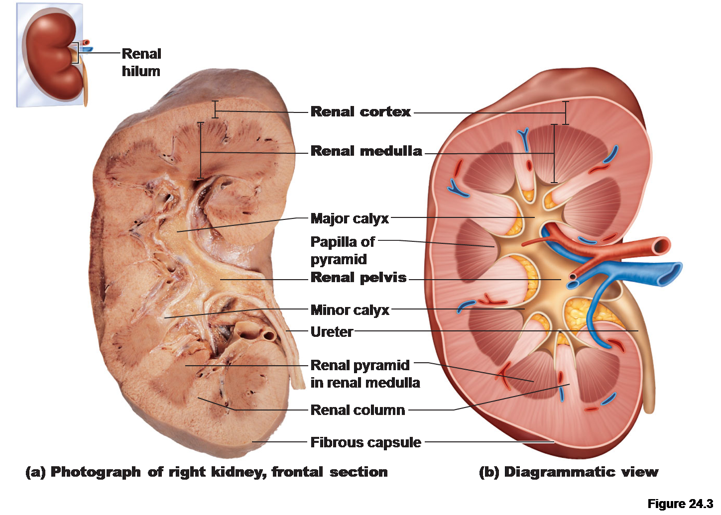 <p>✶Urine from all collecting ducts of all nephrons</p><p>✶Empties into the renal pelvis</p><p>✶Urine enters the ureter</p>