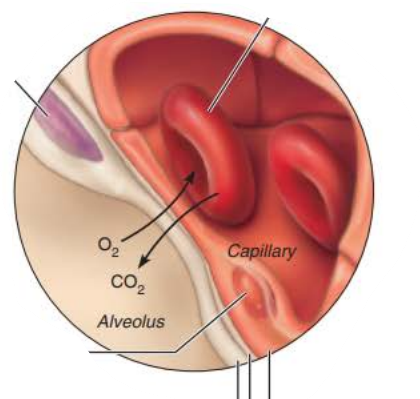 <p><strong>Alveoli</strong></p><p>the ______________ ____________ is composed of the ______, _______ _______, and _________ __________</p><p>0.5-µm-thick ______ ___ _______</p>