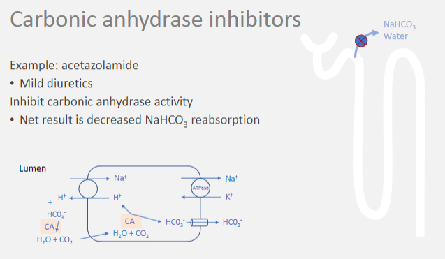 <p>★Carbonic anhydrase inhibitors inhibit the activity of the enzyme carbonic anhydrase in the proximal tubule of the kidney.</p>