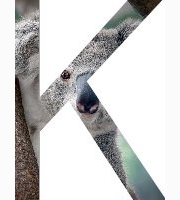 <p>koala</p>