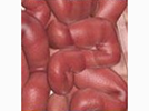 <p>intestines</p>