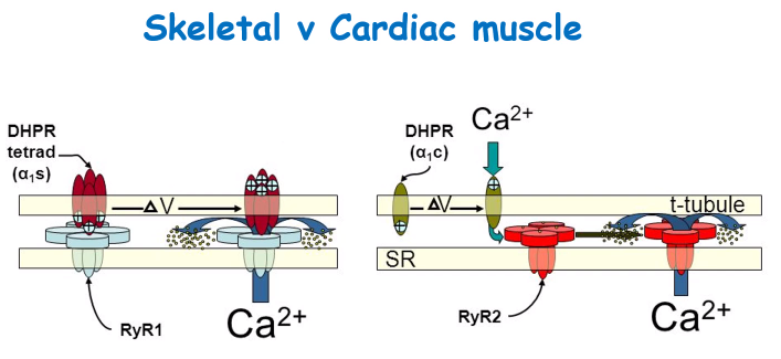 <p>Skeletal:</p><p>-Physical interaction between DHP and RyR (Ryanodine receptors)</p><p></p><p>Cardiac:</p><p>-Opening calcium channel promotes CICR (Calcium-induced calcium release)</p>
