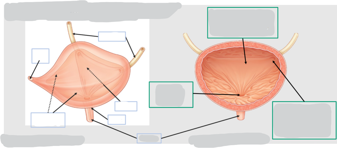 <p>Label these parts of the bladder:</p>
