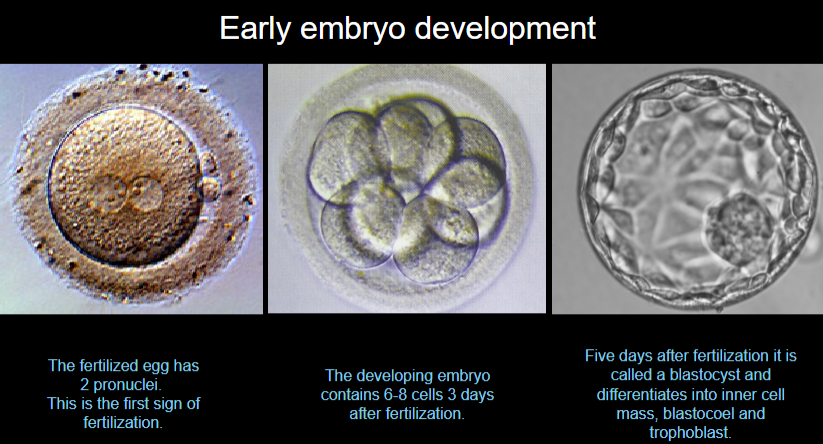 <p><strong>6-8 Cells</strong>: The embryo contains 6-8 cells three days after fertilization.</p>