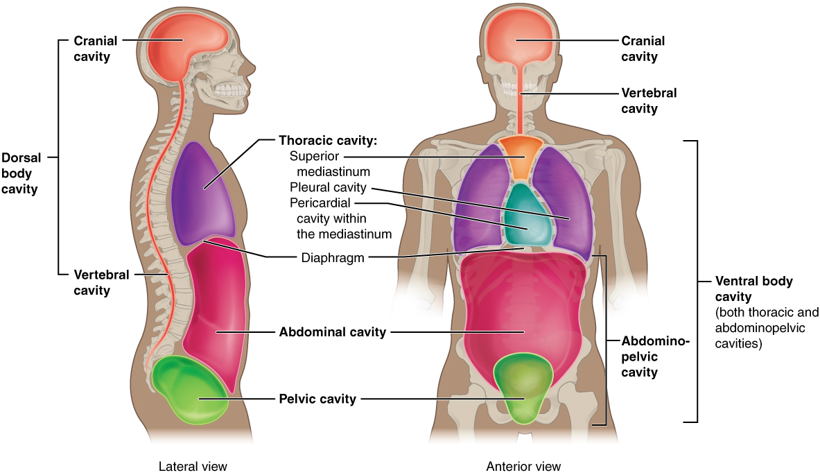 <p><u>✿ Regional Anatomy:</u></p><p>Regional anatomy involves studying all organs present in one body cavity together.</p><p><strong>✿ Examples include:</strong></p><p>Thoracic Cavity</p><p>Cranial Cavity</p><p>Abdominal Cavity</p><p>Pelvic Cavity</p>