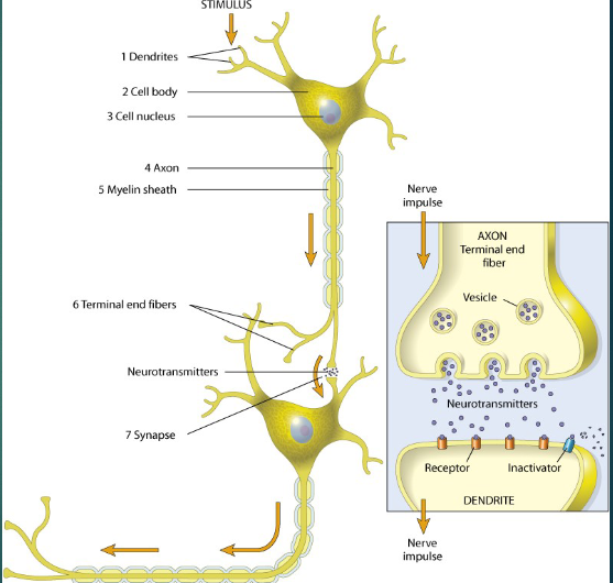 <p>-dendrites</p><p>-cell body</p><p>-cell nucleus</p><p>-axon</p><p>-myelin sheath</p><p>-terminal end fibers</p><p>-synapse</p>