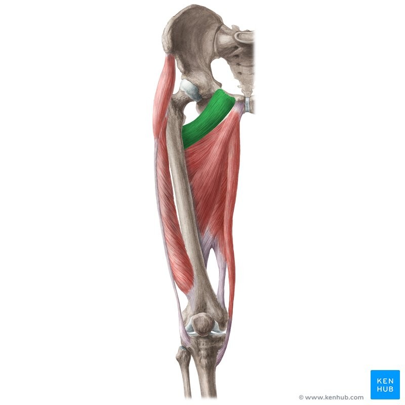 <p>PMF</p><p>Pubic bone</p><p>Medial aspect of femur</p><p>Flexes, adducts and rotates thigh medially</p><p>Inner thigh</p>