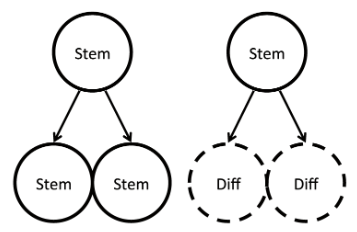 <p>-When a stem cell produces two differentiated cells or two stem cells</p><p>-Some cells may divide to give identical daughter stem cells, while other stem cells divide to generate two progenitor cells committed to differentiation</p>