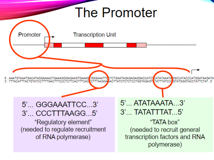 <p>It regulates the recruitment of RNA polymerase.</p><p>It ensures proper transcription initiation.</p>