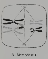 <p>The tetrads line up along the <em><u>metaphase plate</u> </em>so that for each chromosome pair, the maternal chromosome is on one side of the equatorial plate and the paternal chromosome is on the other. </p><p></p><p>The alignment of chromosomes is randomly distributed (maternal and paternal) on both sides of the equator, forming the basis for Mendel's second law of heredity </p>