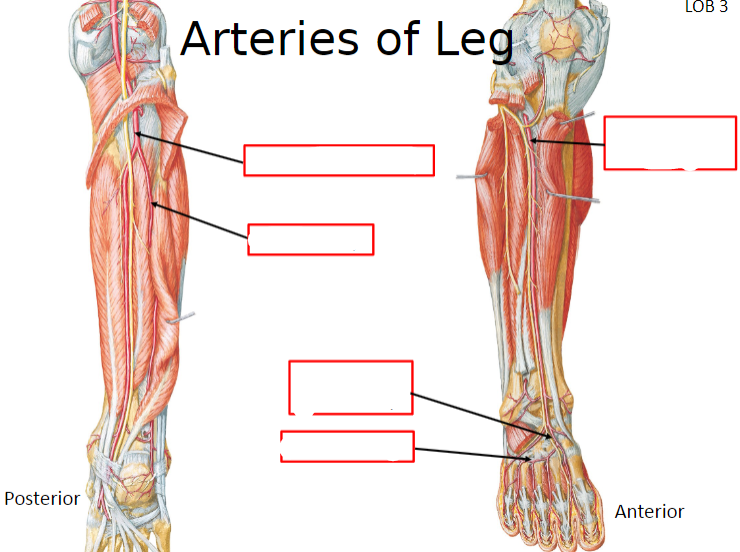 <p>Name the arteries of the leg</p>