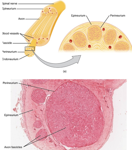 <p><strong>Bundle of axons</strong> ensheathed in connective tissue</p><p><strong>Epineurium</strong>: Connective tissue covering the entire nerve</p><p><strong>Perineurium</strong>: Connective tissue surrounding axon bundles (fascicles)</p>