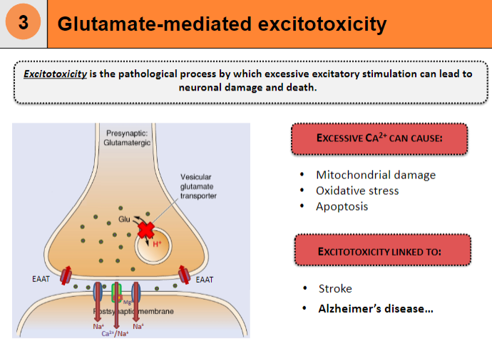 <p>Excitotoxicity is the pathological process by which excessive excitatory stimulation leads to neuronal damage and death</p><p>Causes mitochondrial damage</p><p>Leads to oxidative stress and apoptosis</p>