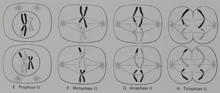 <p>Except for the fact that the cell is <strong>haploid</strong> (1n, 2c), this is like an ordinary mitotic division. After an atypical <strong>prophase</strong>, a mitotic spindle apparatus is set up and the chromosomes line up along the equatorial plate at <strong>metaphase II</strong>. Then, in contrast to the first meiotic division but similar to a mitotic division, the centromere between the sister chromatid of each chromosome divides, allowing the sister chromatids to separate from each other during <strong>anaphase</strong>. With the completion of <strong>telophase II</strong>, meiosis is complete and the original diploid germ cell has produced <strong>four haploid daughter cells (1n, 1c)</strong>.</p>