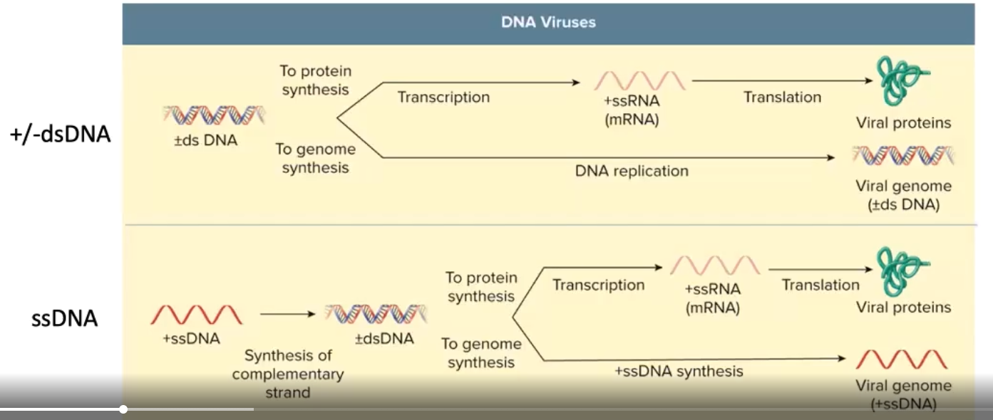 <p>Usually replicates in Nucleus</p>