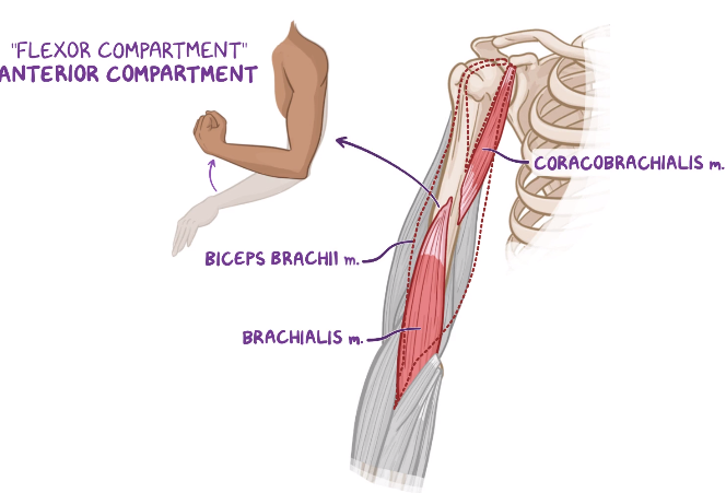 <p>Coracobrachialis</p><p>Biceps brachii</p><p>Brachialis</p>