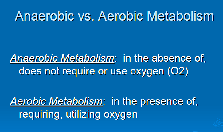 <p>anaerobic metabolism </p>