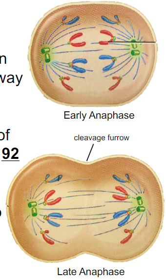 <p>Begins in anaphase and ends after telophase</p>