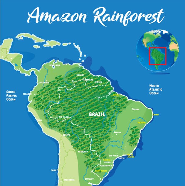 <p>The Brazilian rainforest is disappearing </p>