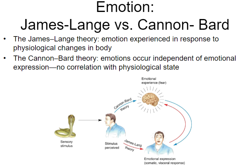 <p><strong>James-Lange theory</strong>:</p><p><strong>Emotion is experienced in response to physiological changes</strong> in the body.</p><p>Example: We feel fear because our body experiences physiological changes like a rapid heartbeat.</p><p><strong>Cannon-Bard theory</strong>:</p><p><strong>Emotions occur independently of emotional expression</strong>, meaning that emotional experience is not directly tied to physiological changes.</p><p>Example: You can experience fear even without a noticeable change in bodily functions (e.g., a racing heart).</p>