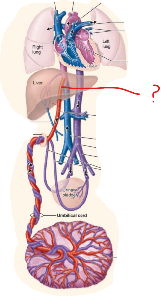 <p><em>Name this fetal structure </em></p><p>-route of blood able to bypass immature liver</p><p>-leads to the inferior vena cava which carries blood into the blood of the right atrium of the fetus heart</p><p></p><p><em>Name the post natal structure:</em></p>